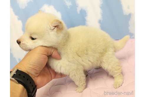 成約済の静岡県の柴犬-299653の6枚目