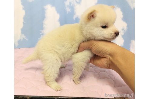 成約済の静岡県の柴犬-299653の4枚目