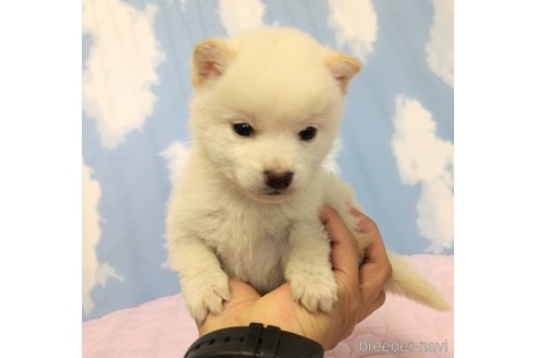 成約済の静岡県の柴犬-299653の1枚目