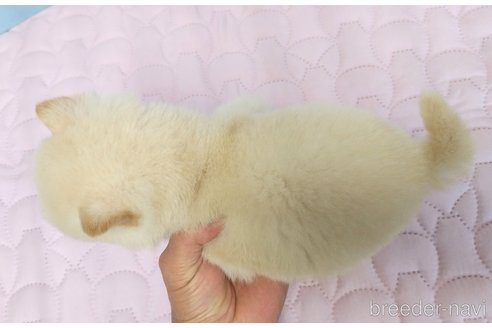成約済の静岡県の柴犬-299653の3枚目