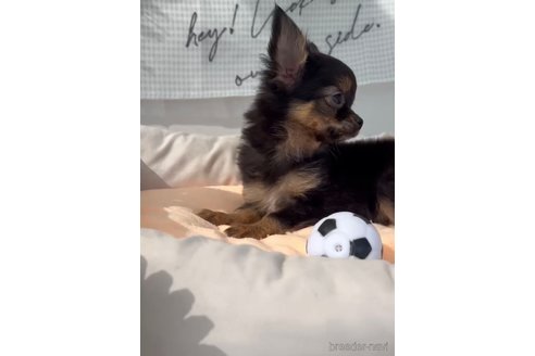 成約済の福岡県のチワワ(ロングコート)-286691の8枚目