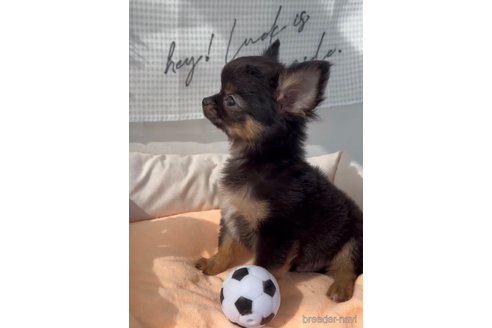 成約済の福岡県のチワワ(ロングコート)-286691の5枚目