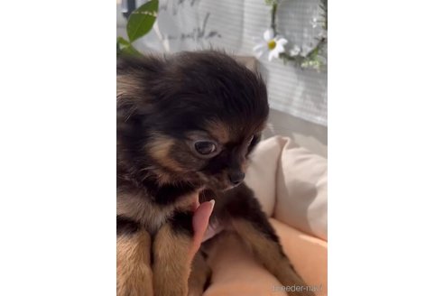 成約済の福岡県のチワワ(ロングコート)-286691の6枚目