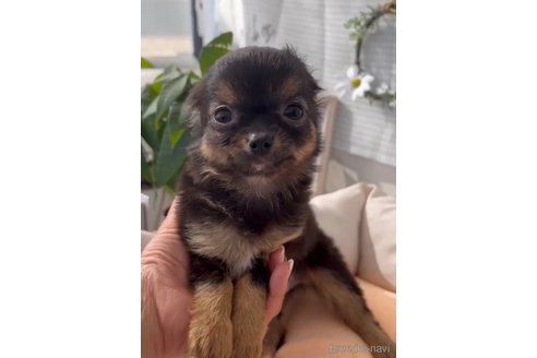 成約済の福岡県のチワワ(ロングコート)-286691の7枚目