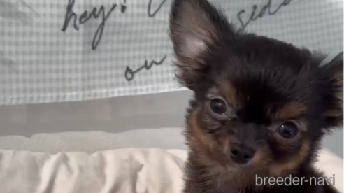 成約済の福岡県のチワワ(ロングコート)-286691の4枚目