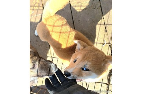 成約済の千葉県の柴犬-296452の2枚目