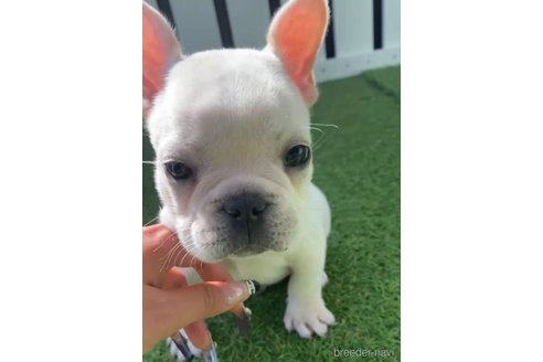 成約済の福岡県のフレンチブルドッグ-296764の3枚目