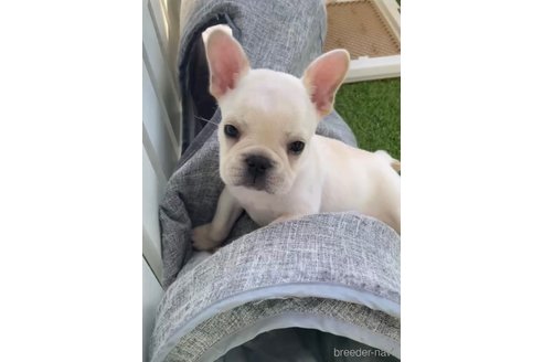 成約済の福岡県のフレンチブルドッグ-296764の4枚目
