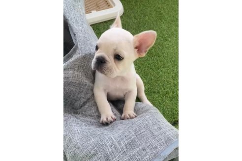 成約済の福岡県のフレンチブルドッグ-296764の5枚目