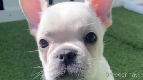 成約済の福岡県のフレンチブルドッグ-296764の2枚目