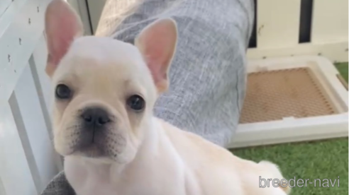 成約済の福岡県のフレンチブルドッグ-296764の1枚目