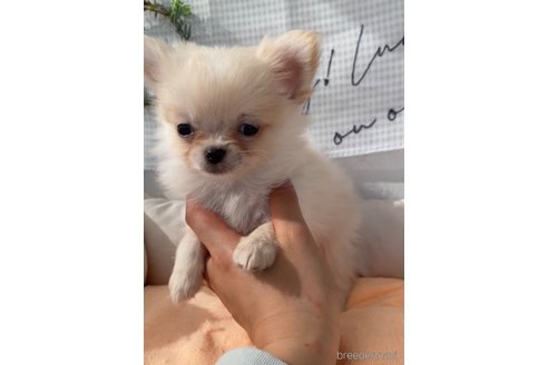 成約済の福岡県のポメチワ:ポメラニアン×チワワ-292996の5枚目