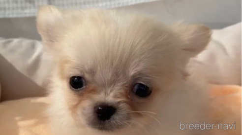成約済の福岡県のポメチワ:ポメラニアン×チワワ-292996の4枚目