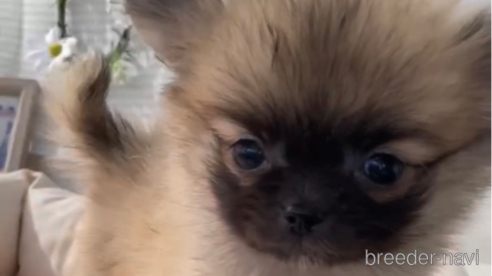 成約済の福岡県のポメチワ:ポメラニアン×チワワ-292999の15枚目