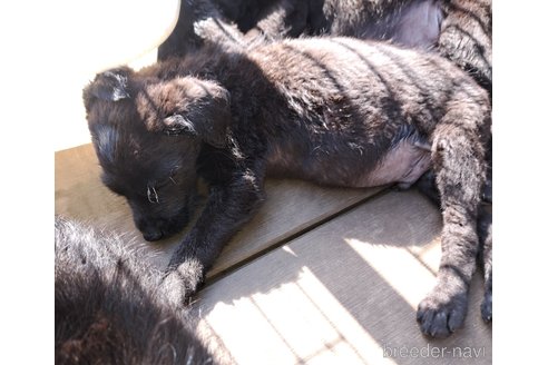 成約済の千葉県のミックス犬-299672の11枚目