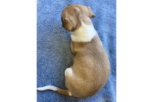 成約済の静岡県のウィペット-299697の4枚目