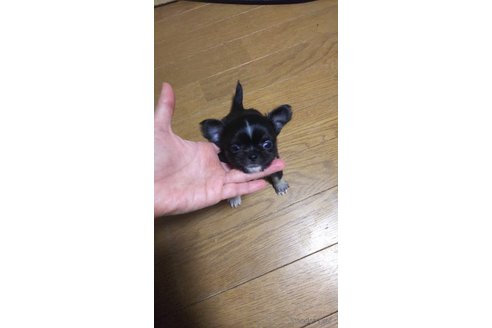 成約済の宮城県のチワワ(ロングコート)-296081の1枚目