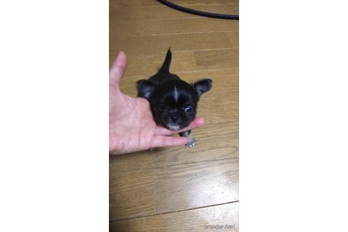 成約済の宮城県のチワワ(ロングコート)-296081の4枚目