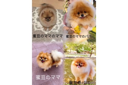蜜豆ちゃん1枚目