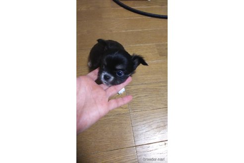 成約済の宮城県のチワワ(ロングコート)-296089の2枚目