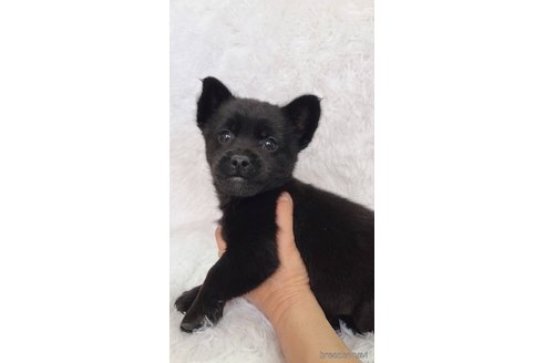 成約済の宮崎県のミックス犬-299740