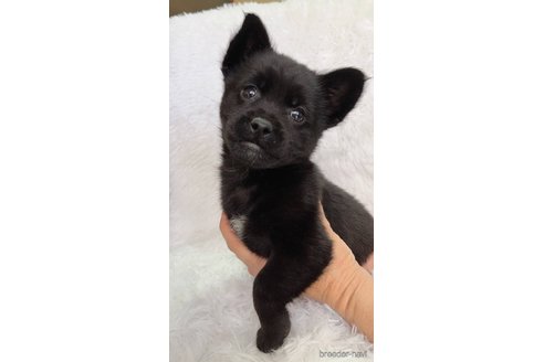 成約済の宮崎県のミックス犬-299740の3枚目