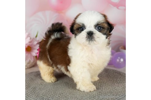 成約済の千葉県のシーズー-299772の1枚目