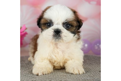 成約済の千葉県のシーズー-299772の5枚目