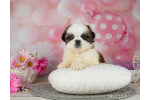 成約済の千葉県のシーズー-299772の2枚目