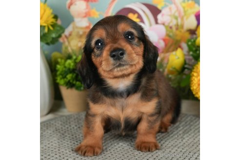 成約済の千葉県のミニチュアダックスフンド(ロングヘアード)-299774の4枚目