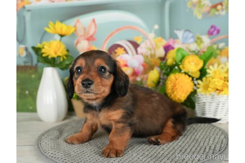 成約済の千葉県のミニチュアダックスフンド(ロングヘアード)-299774の5枚目