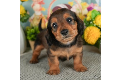 成約済の千葉県のミニチュアダックスフンド(ロングヘアード)-299774の1枚目