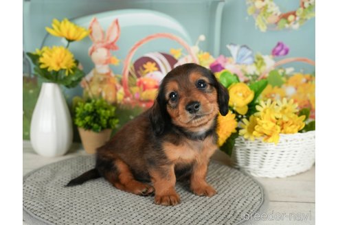 成約済の千葉県のミニチュアダックスフンド(ロングヘアード)-299774の2枚目