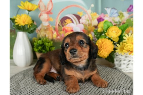 成約済の千葉県のミニチュアダックスフンド(ロングヘアード)-299774の3枚目