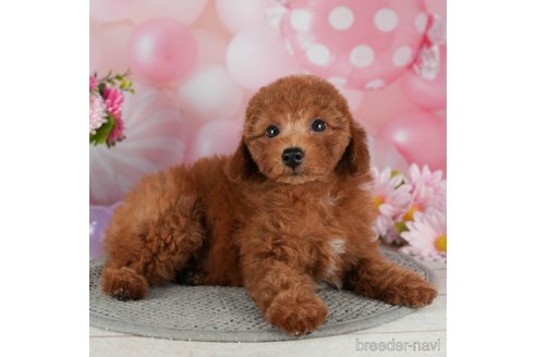 成約済の千葉県のトイプードル-299776の2枚目