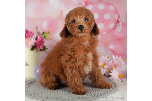 成約済の千葉県のトイプードル-299776の3枚目