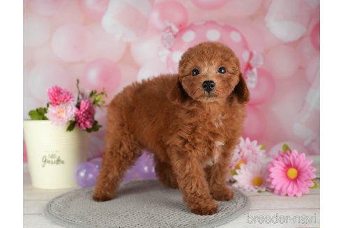 成約済の千葉県のトイプードル-299776の1枚目