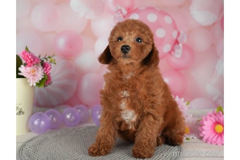 成約済の千葉県のトイプードル-299776の4枚目