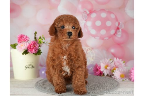 成約済の千葉県のトイプードル-299776の5枚目