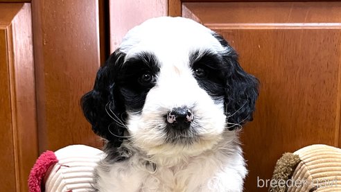 成約済の茨城県のミックス犬-296866の1枚目