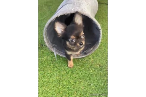 成約済の福岡県のチワワ(ロングコート)-286691の2枚目