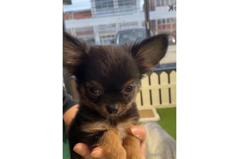 成約済の福岡県のチワワ(ロングコート)-286691の3枚目