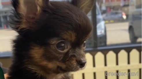 成約済の福岡県のチワワ(ロングコート)-286691の1枚目