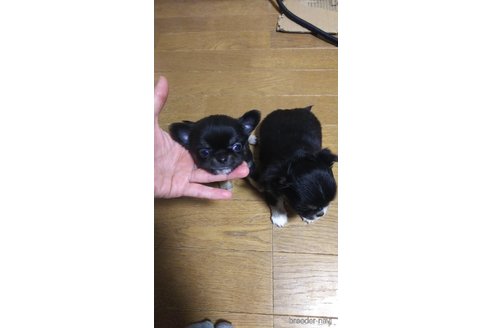 成約済の宮城県のチワワ(ロングコート)-296084の4枚目