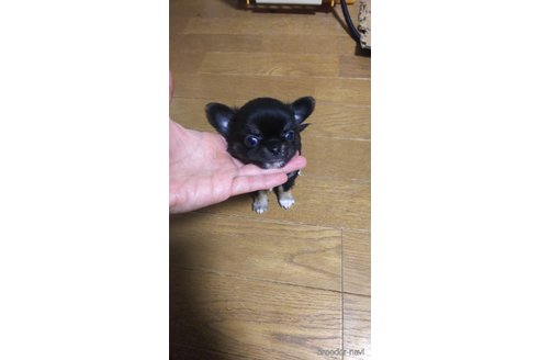 成約済の宮城県のチワワ(ロングコート)-296084の3枚目