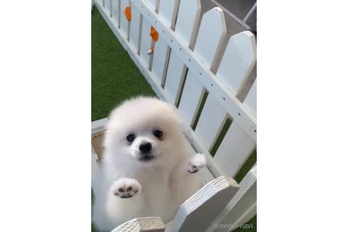 成約済の福岡県のポメラニアン-290917の2枚目