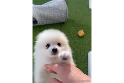 成約済の福岡県のポメラニアン-290917の3枚目