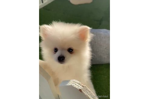 成約済の福岡県のポメラニアン-290917の4枚目