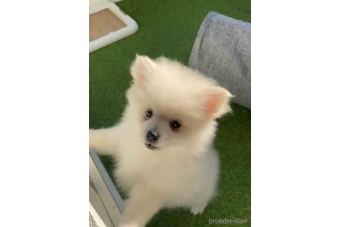 成約済の福岡県のポメラニアン-290917の5枚目