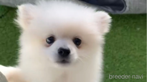 成約済の福岡県のポメラニアン-290917